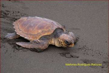 Ruta por la costa en memoria de José Luis González Ruano (Foto Ildefonso Rodríguez y TA)